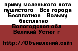 приму маленького кота пушистого - Все города Бесплатное » Возьму бесплатно   . Вологодская обл.,Великий Устюг г.